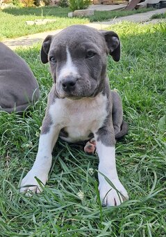 Šteniatka - Americký stafordšírsky teriér (Amstaff, Staford) - 3