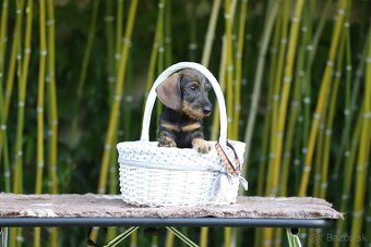 Jazvečík hrubosrstý trpasličí - králičí s PP - 3