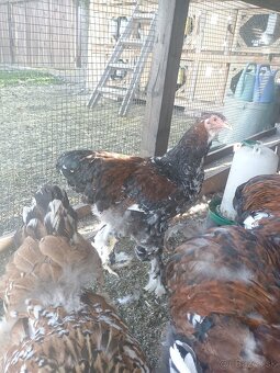 Brahma porcelanova - 3