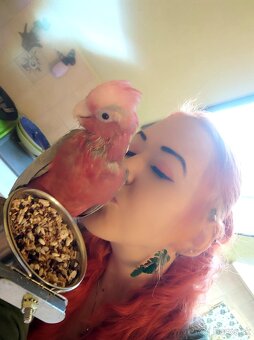 Predam kakadu ruzoveho - 3