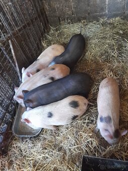 Vietnamske prasiatka - 3