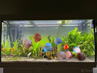 Juwel rio 350 led - 3