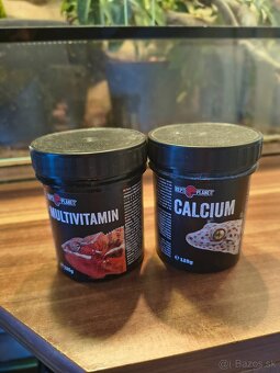 Chameleón jemensky plus terarium - 3