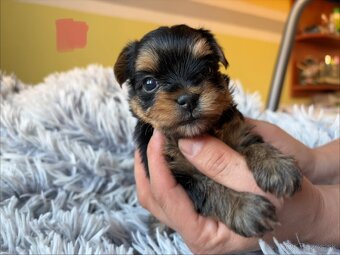 Yorkshire terrier - 3