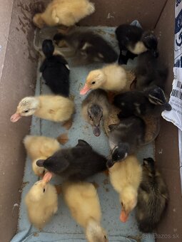 Násadové vajíčka indických bežcov - 3