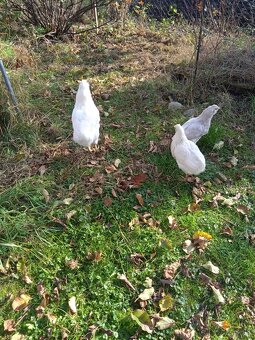 Araucana - 3