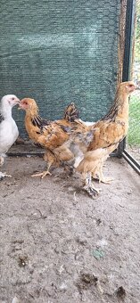 Predám 8 Týždňové Brahmanky - 3