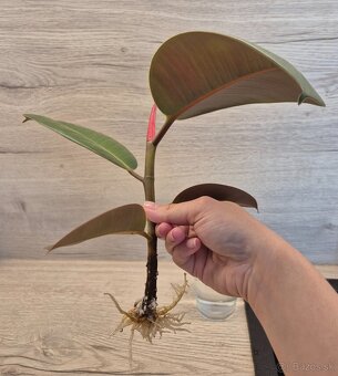 Ficus elastica "Robusta" - kaučukovník 🌱 - 3