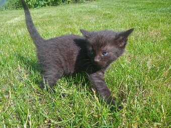 Darujem máciatka 😺 - 3
