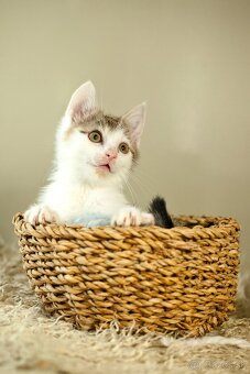 Pascal - ideálny malý parťák na rozveselenie každého dňa - 3