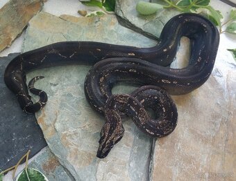 Boa imperator - Anery, Motley, IMG 50% het Sharp Albino - 3
