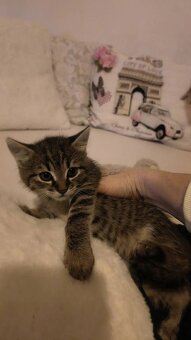 Darujeme mačiatka - 3