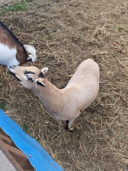 Gravidne kamerunske ovce - 3