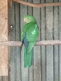 Papagáj kráľovský - 3