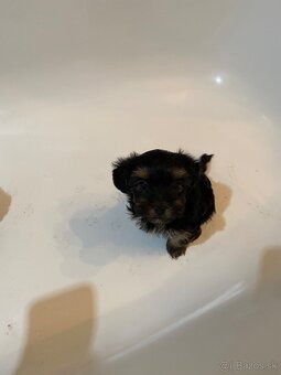 Yorkshirsky terier - 3