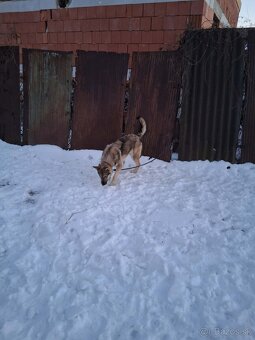 Predám česko slovenský vlčiak - 3