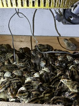 Japonské prepelice - 3