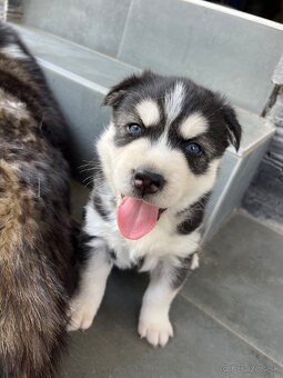 Sibirsky husky - 3