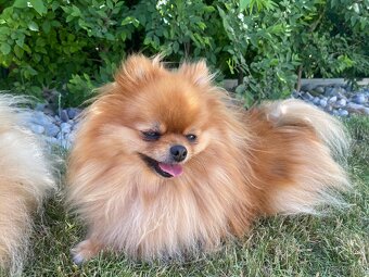 Prodám fenku pomeranian FCI - 3