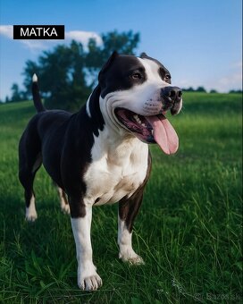 Šteniatka - Americký stafordšírsky teriér (Amstaff, Staford) - 3