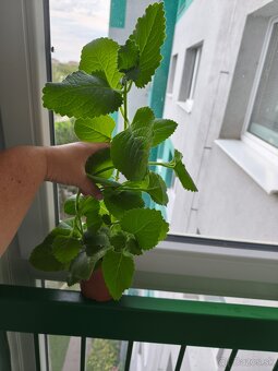 Nádchovník rímovník muchovník - 3