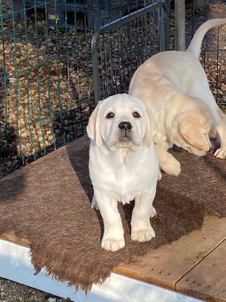 Labrador žlté šteniatka s PP - 3
