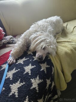 Čínsky chocholatý pes s PP - 3