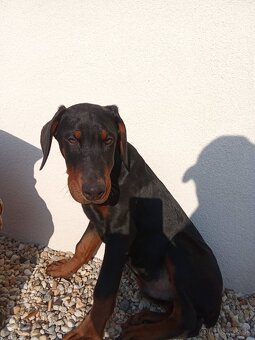 Predam čistokrvných Dobermann šteniatka - 3