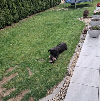 Cane Corso - 3