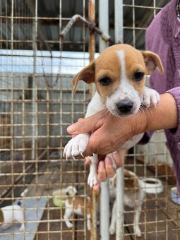 Jack Russell Terrier - 3