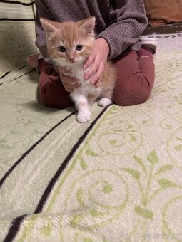 Darujem mačiatka - 1x kocúrik, 1x mačička - 3