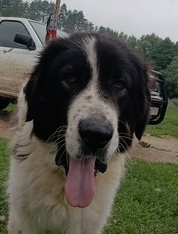 Rumunský ovčiak  Bukovina - Bukovinský pastiersky pes - 3