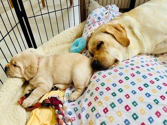 Labrador štěňátka s PP - 3