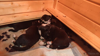 Šteniatká Border Kólia s PP, Border Kolia - 3