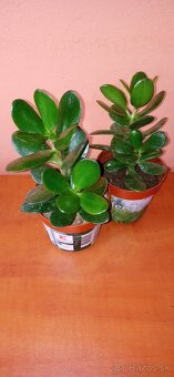 Tučnolisty Crassula ovata - 3