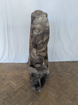 Vysušený orechový koreň - 3