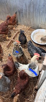 Kohúty 4 mesiace - 3