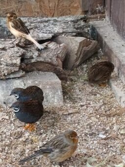 Prepelica čínska - 3