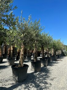 Olivovník Oleaeuropaea - 3