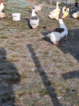Pekingska brojlerova kacica nasadove vajicka - 3