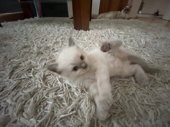 Ragdoll mačiatka - 3