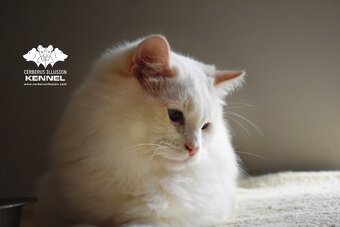Ragdoll s PP - krémový kocúrik - 3