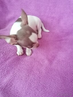 Čivava krátkosrstá - 3