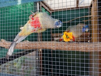 Papagáj červenobruchý - 3