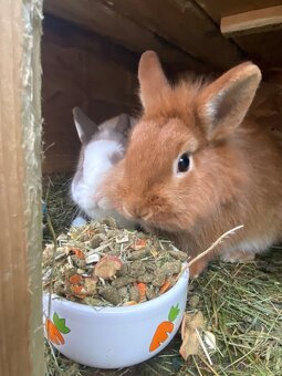 Predám do dobrých rúk - 3