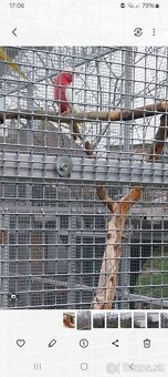 Kakadu Ružový Lutino. - 3