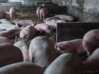 Predám ošípané - 3