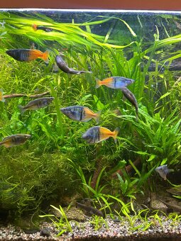 Aterínka Bosmanova - 3