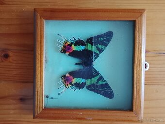 Motýle v rámoch - 3
