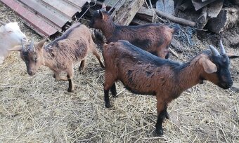 Holandské a kamerúnske mini kozičky - 3